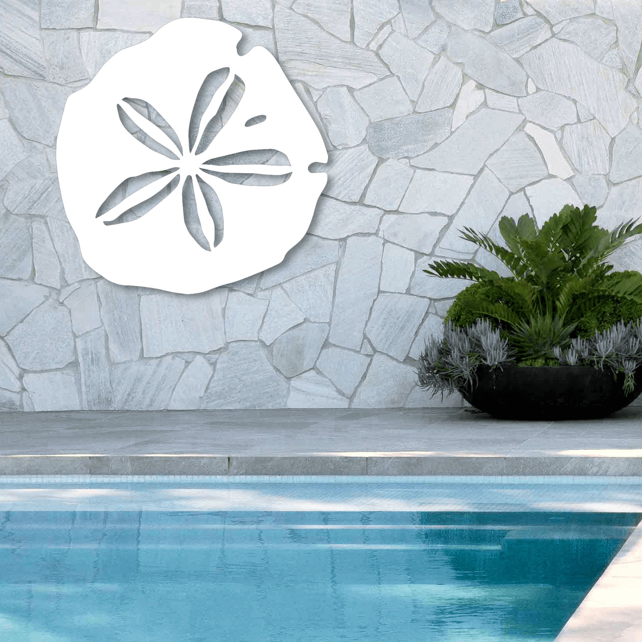 Sand Dollar Wall Art